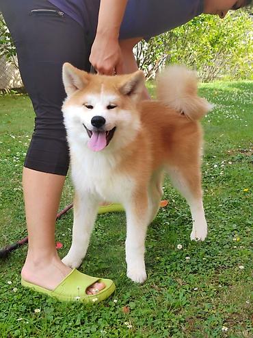 Psi: AKITA INU – VRHUNSKO FCI LEGLO | KUMA KAI KENNELS Odgajivačnica Kuma — 14