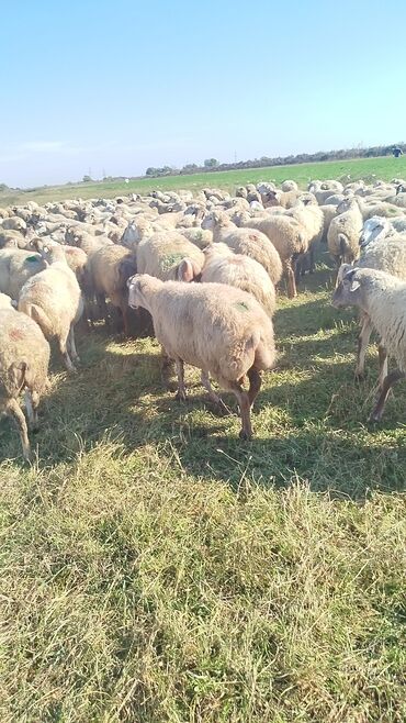 Qoyunlar, qoçlar: Dişi, il: 1, 50 kq, Damazlıq, Ünvandan götürmə — 5