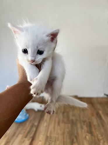 турецкая кошка: Котёнки с большими выразительными глазами. Короткая мягкая шерсть — 10