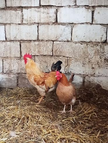 cuce satiwi: Salam 1dənə kənd xoruzu və1dənə toyuqu cüt satılır ünvan maşdaxa — 3