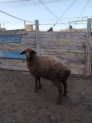 Quzu: Quzu, Erkək, Qala, ay: 1, 29 kq, Ətlik, Damazlıq, Ünvandan götürmə — 8