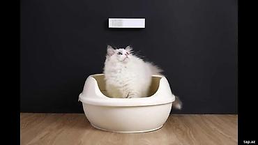 internet data: PETKIT PURA AIR Smart Odor Eliminator Air Purifier (P920)Petkit Hava — 1