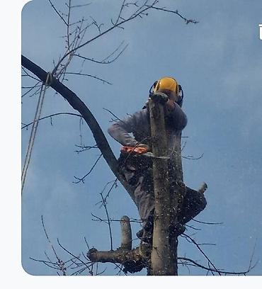 saracki alat: Na fotografijama je prikazano profesionalno obaranje i kresanje drveća — 1