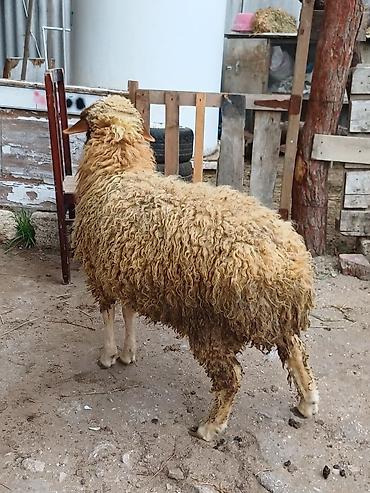 akvarium balaca: Erkək, il: 8, 44 kq, Damazlıq, Ödənişli çatdırılma — 5