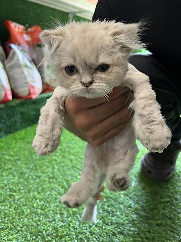 tap. az itler: Məhsul: Pişiklər üçün peşəkar baytar-grooming xidməti Təsvir: - — 3