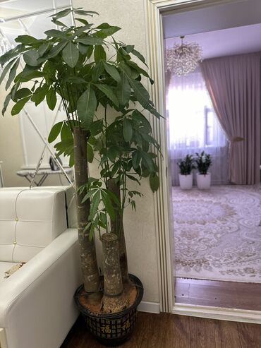 Другие комнатные растения: Продаю комнатные цветы! Зелёные, красивые, ухоженные — выращены с — 7