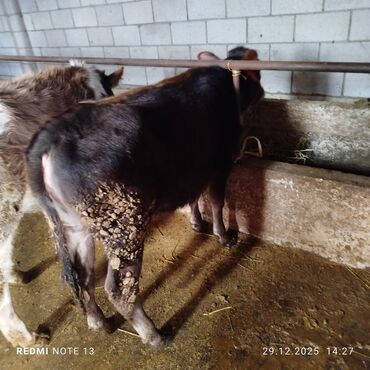 Коровы, быки: Продаю | Музоо, торпок | На откорм | Привязанные — 1