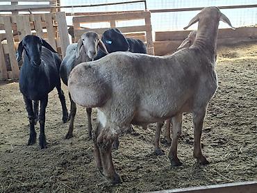 Баран, овца: Продаю | Баран (самец) | Арашан | Для разведения — 6