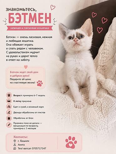 Животные: Кошка даром: Беспородная, 2 месяца, Девочка, Приучена к лотку — 8