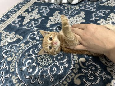 скоттиш фолд шотландская вислоухая кошка: 5 месяцев, Мальчик