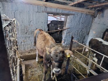 продажа быков: Продаю | Бык (самец), Тёлка | На откорм, Для разведения