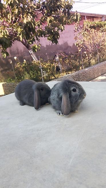 imisli yemi: Təmiz qan mini lop-15man.Rənqlər-açiq boz,şinşilla,qara — 1