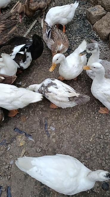 cucə ucun yem qabi: Ağ ördəklər – yetişdirmə və yumurta istehsalı üçün - Cins: Pekin — 2