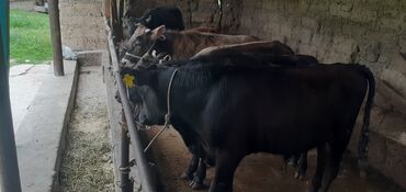 Коровы, быки: Продаю | Бык (самец) | Швицкая | На откорм