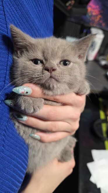 Pişiklər: Şotland, Erkək, Ünvandan götürmə — 4