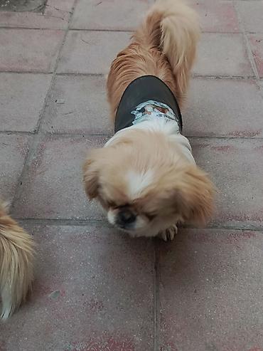 İtlər: Pekines, 1 il, Peyvəndli — 7