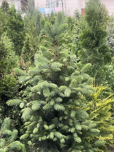 Ель: Продаются голубые/зеленые/тянь-шанские ели 🌲 Выращиваем сами, со всей — 6