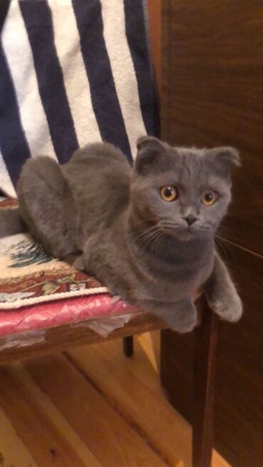 Pişiklər: Şotland, Dişi, Ünvandan götürmə — 4