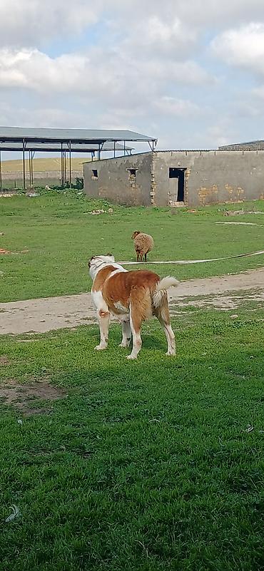 İtlər: Alabay, 3 il, Dişi, Peyvəndli — 6