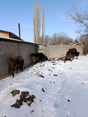 Коровы, быки: Продаю | Корова (самка) | Для молока — 32