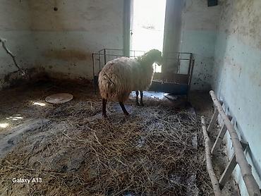 şirin dovşan şəkilləri: Qoyun – yerli cins, ət və yun istiqamətli - Növ: erkey qoc - Cins — 1