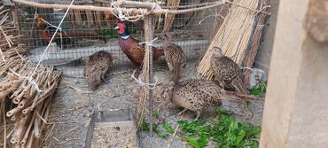 фазан кыргызча: Продаются охотничьи фазаны семья 1+4 . несутся сейчас