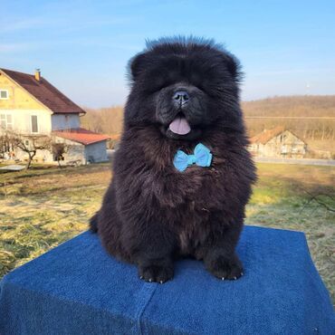 Psi: Štenci Čau Čau Chow Chow stari četiri meseca dostupni za prodaju — 5