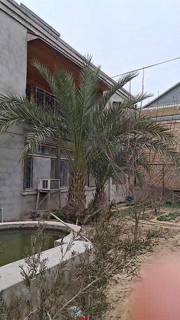 banan agaci: Xurma (xurma xurması) palm ağacı biri 8 illik 4-5 metr 400 manat biri — 1