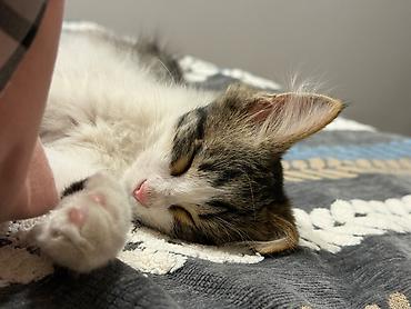 Мышыктар сатылат: Пушистый 4-месячный котенок 🐈‍⬛ Возраст: 4 месяца Пол: мальчик — 3
