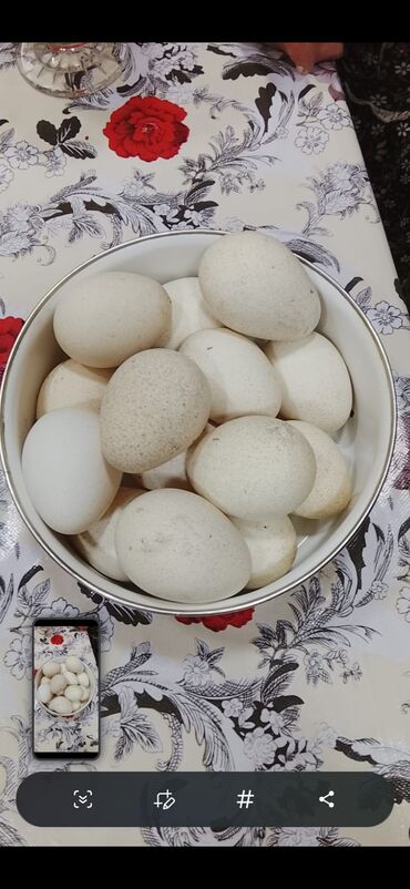 Bal: Hindusqa yumurtasi xoruzdu 15 denedi
