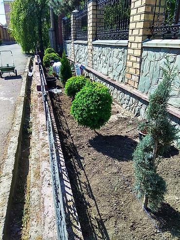 услуги пилорамы: Пилю деревья, дрова, выкорчевываю пни, земляные работы, перекопка — 9