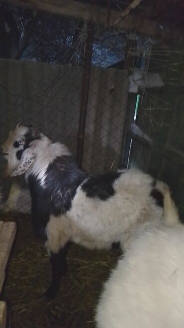 Козы, козлы: Продаю | Козёл (самец) | Зааненская | Для разведения | Племенные — 14