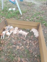 İtlər: Cek rassel teryer, 1 ay, Erkek, Ödənişli çatdırılma — 4