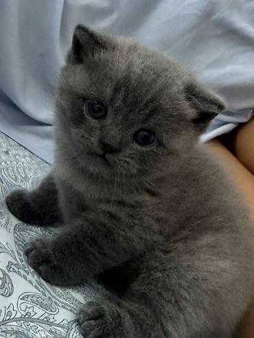 шотладские котята: АНКЕТА КОТЁНКА Порода: шотландский Пол: мальчик Дата рождения: 1 — 4