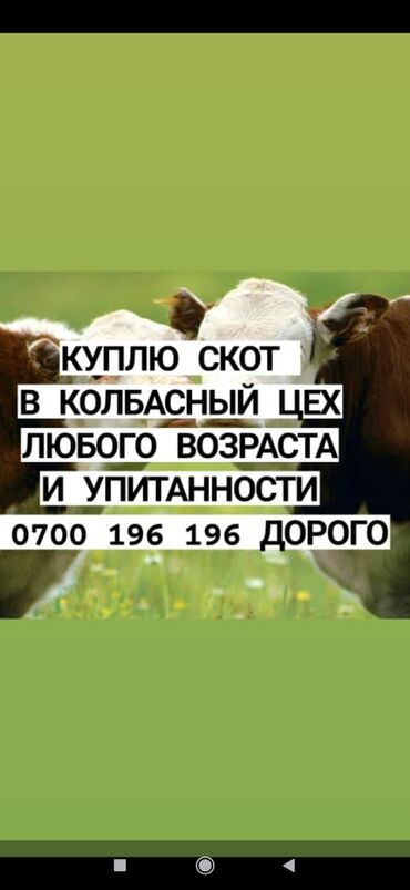 цианид калия купить в Кыргызстан | Куплю дом: Куплю | Коровы, быки, Лошади, кони, Другие с/х животные | Круглосуточно, Любое состояние, Забитый