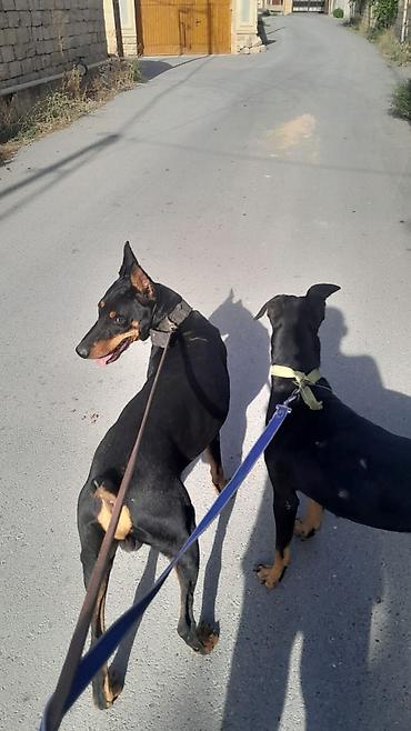it bazari bakida: Doberman, 1 il, Erkək, Ödənişli çatdırılma — 4