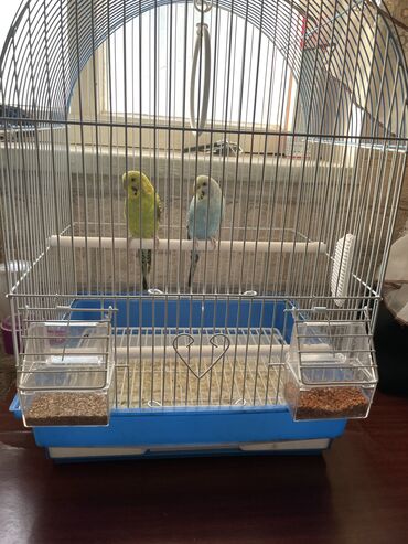 Зоотовары: Продаю 2х попугаев с клеткой Волнистые попугаи (мальчик и девочка