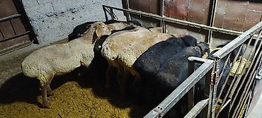 Баран, овца: Продаю | Баран (самец) | Гиссарская | На забой | Племенные — 1