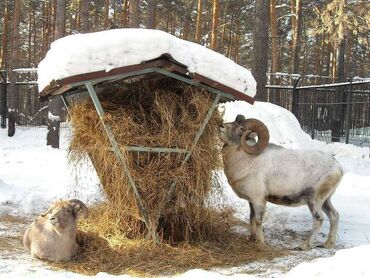 машинка для стрижки овец российского производства: Куплю | Бараны, овцы