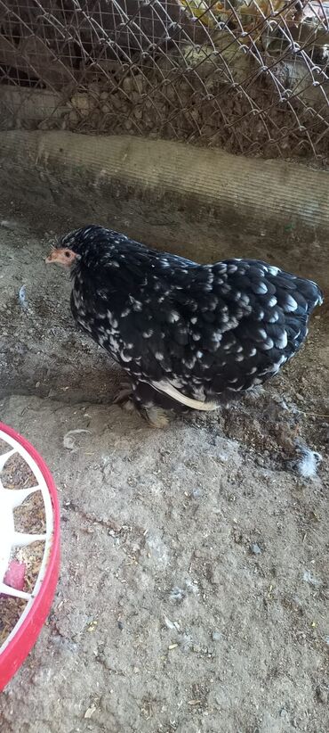 Грызуны: 3ədəd 7 Ayliq Brama Xoruzu Satılır 1ədədi 30 manata 1ədəd 7ayliq Blu