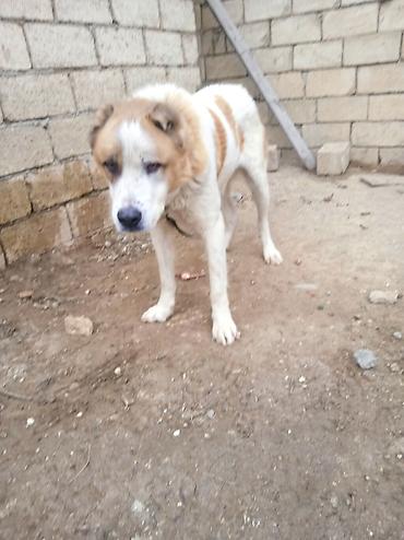 İtlər: Qurdbasar — 1