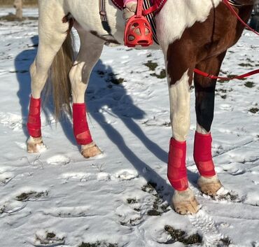 чиста кровный алабай: К продаже предлогаются ногавки для лошади, Размер стандартный, б/у, в