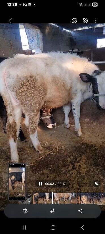 Коровы, быки: Продаю | Бык (самец) | Полукровка | На откорм | Привязанные — 4