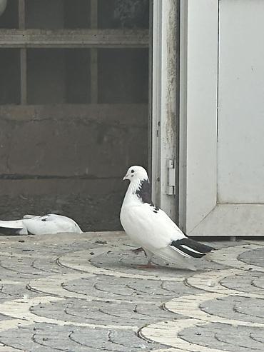 Göyərçinlər: Məhsul: Göyərçinlər (şəkillərdəki müxtəlif rəng və naxışlarda) — 12