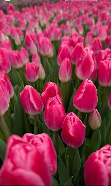 Букеты из живых цветов: 🌷 ТАКОЙ ЦЕНЫ В КЫРГЫЗСТАНЕ НЕТ 🌷 Голландские тюльпаны — 100 сом от 10 — 12