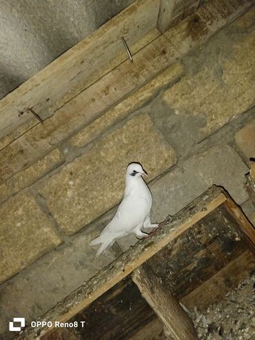 Göyərçinlər: Quslarin heresin öz qiymeti var uçan quslardi optum isdiyen olsa 1i — 5