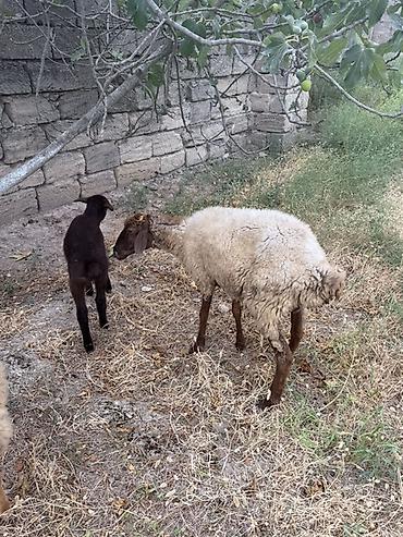 Mal-qara: Qoyun və quzu ana bala 1 ci qarindı quzu 1 aylıqdı kim istəsə yığa — 3