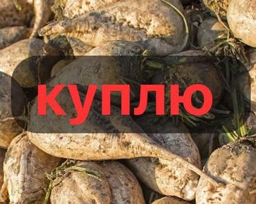 ящик для документов: Куплю сахарную свеклу 5 тонна с доставкой кормовая