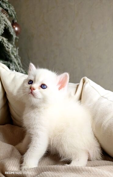 Xaltalar, qayışlar və tasmalar: 3 dişi öz pişiyimin balasıdır makler deiləm — 27