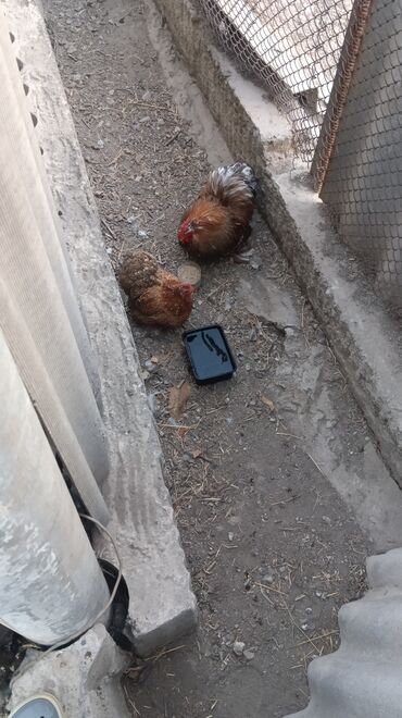 где можно купить кошку в бишкеке: Карлик кох 1+1